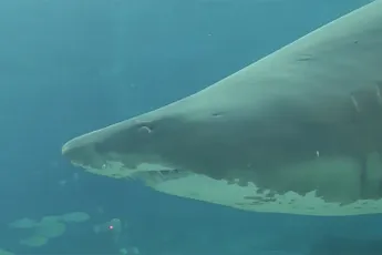 Duiker kan naar ziekenhuis na aanval Zandtijgerhaai