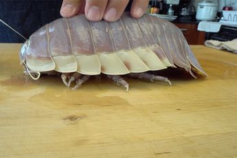 Eet smakelijk: Sushi Chef laat zien hoe je Giant Isopod klaar moet maken