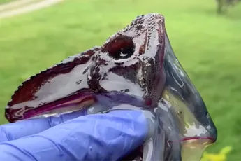 Eh 2021, wat is dit voor een beest?