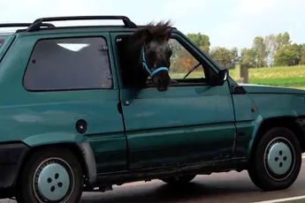 Eigenaresse van paard in Panda blijkt klein meisje te zijn