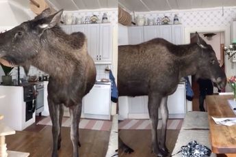 Eland eet bosje bloemen in de keuken