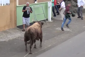 Enorme kloothommel probeert rennen met stieren met iPad te filmen...