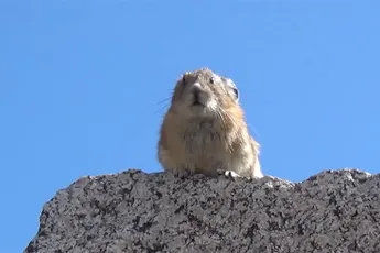 Freddie Mercury is terug als hamster