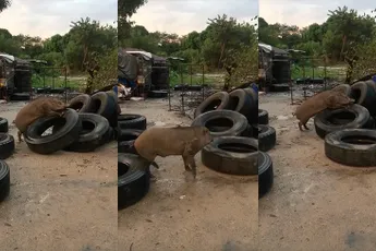 Geil varken moet misschien even langs een opticien...