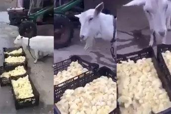 Geit weet wel raad met schattige kuikentjes