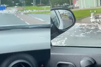 Genoeg vis voor de meeuwen op Urk