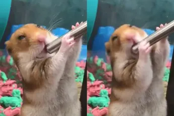 Gewoon een schattige hamster die aan het drinken is