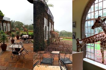 Giraffen ontbijten gezellig mee in Giraffe Manor hotel in Kenia