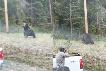 Grizzlybeer wil Yellowstone parkwachter aanvallen