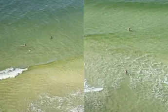 Haai komt dicht bij zwemmers bij strand van Panama City Beach