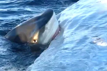 Haaien doen zich tegoed aan walvis karkas voor kust van Hawaii