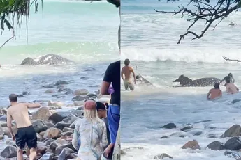 Helden in Australische Queensland duwen Walvishaai terug naar zee