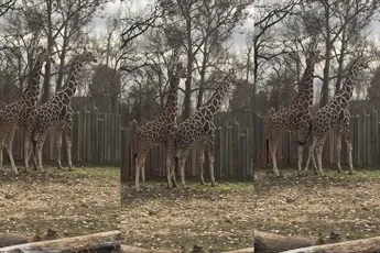 Hilarische reactie van kind op gereedschap van Giraffe