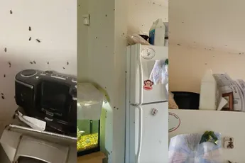 Hoe kun je als bewoner een kakkerlakken plaag zo ver laten komen?