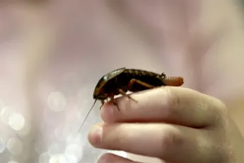 Hoi, ik ben Shelby en ik hou van kakkerlakken!
