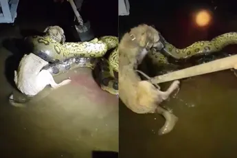 Hond gered van 5 meter lange anaconda in Suriname