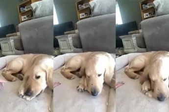 Hondje beschermde zijn baasje, maar werd gebeten door ratelslang