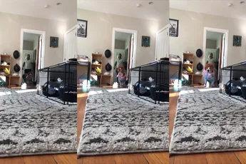 Hondje Rico is niet angstaanjagend, maar schattig in Chucky kostuum