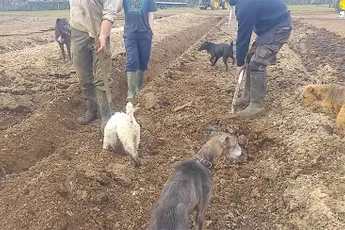 Hondjes doen op het platteland waar ze goed in zijn: Ratten vangen