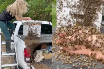 Imker ziet 's ochtends dat er veel bijen rondom haar auto zwermen