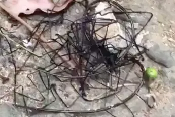 Is er een insect of alien gespot in Taiwan?