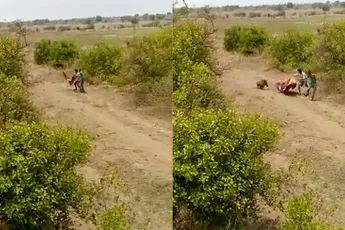 Jagers hebben helemaal geen geweer of pijl en boog nodig om Pumbaa te vangen