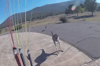 Kangoeroe in Australië valt paraglider na landing aan