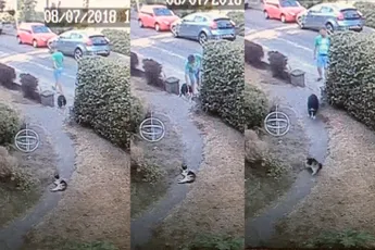 Kat Kokkie ligt lekker te slapen totdat dierenbeul met hond voorbij komt