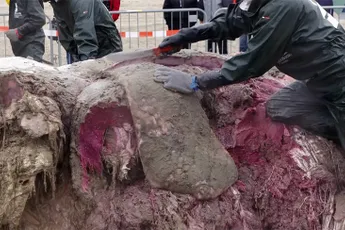 Kei smerig, maar zeer interessant: Aangespoelde walvis kapot snijden