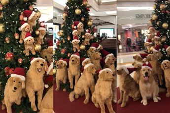 Kerstboom vol hondjes in Braziliaanse Sao Paulo