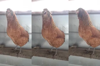 Kip kan wel lachen om werelds oudste grap over kippen