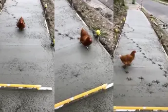 Kip verpest vers gelegd beton: Bouwvakkers eten zeker 's avonds kip