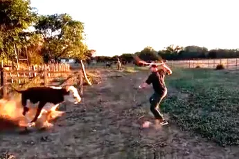 Koe vs Cowboy, met koe als duidelijke winnaar