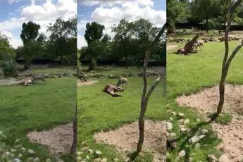 Koedoebok Nico krijgt huisarrest na aanvallen giraf Diergaarde Blijdorp