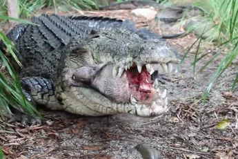 Krokodil heeft geen enkele moeite met hoofd varken