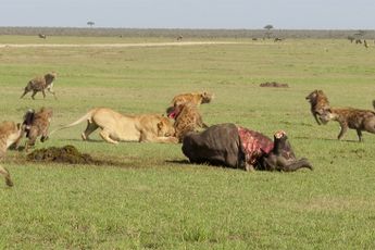 Leeuwen en Hyena's in Kenia maken ruzie over maaltijd
