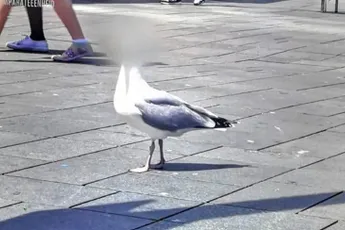 Lid meeuwen mafia wil niet in beeld bij Team Parate Eenheid