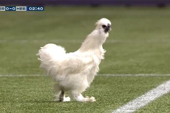 LOL: Kip op het veld tijdens wedstrijd Heracles tegen Heerenveen