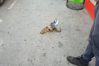 Londen wordt ook steeds gekker: Boa constrictor eet duif op straat