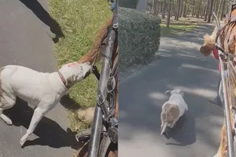 Loslopende pitbull valt paard aan in park in North Carolina