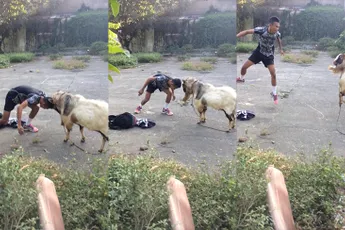 Man en geit nemen het tegen elkaar op