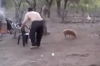 Man wil varkentje pakken, maar wait for it...