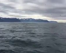Meeuwen filmende man krijgt verrassing van walvissen
