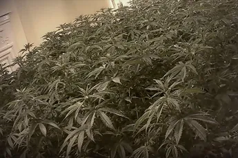 Moderne slaven aan het werk op marihuana boerderij in Engeland