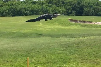 Monster-Alligator wil ook balletje slaan op Golfbaan in Florida