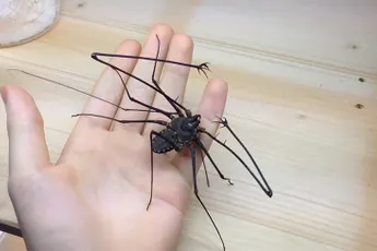Niet giftig, maar zou je een Zweepstaartschorpioen als huisdier willen?