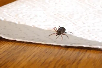 Nog een beestje om te griezelen: Reuzenteek duikt op in Drenthe