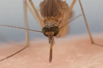 NOPE: Hoe muggen met 6 naalden bloed uit je zuigen...