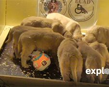 Nutteloos vermaak: De Golden Retriever Puppy Cam