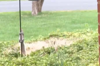 Olie op weg naar vogelvoederhuisje zodat eekhoorns niet kunnen stelen